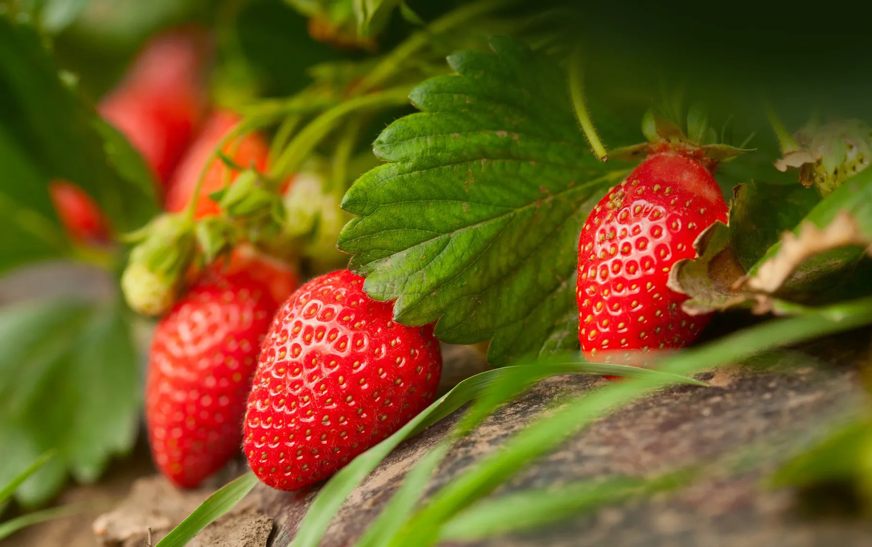 Visitors picking fresh strawberries at a Mahabaleshwar farm in winter